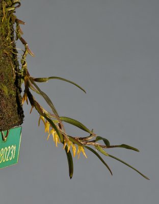 Bulbophyllum pseudoserrulatum