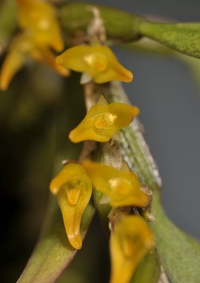 Bulbophyllum pseudoserrulatum. Close-up.