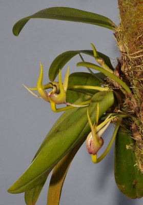 Bulbophyllum xyphoglossum