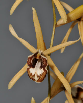 Coelogyne pulverula. Close-up.