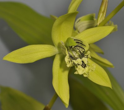 Coelogyne mayeriana. Close-up.