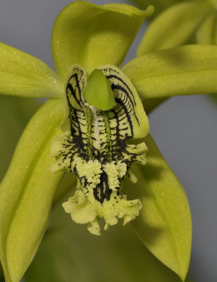 Coelogyne mayeriana. Close-up lip.