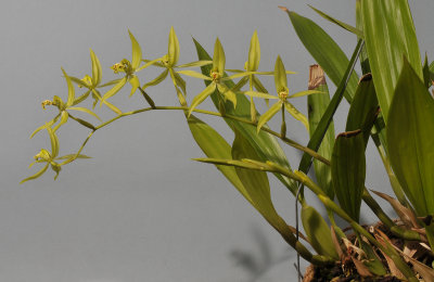 Coelogyne verrucosa