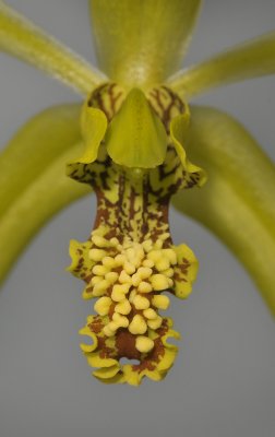 Coelogyne verrucosa. Close-up lip.