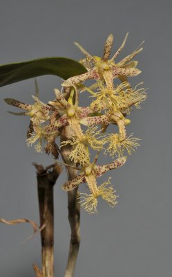 Dendrobium comatum