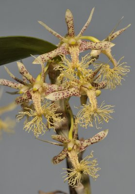 Dendrobium comatum. Closer.