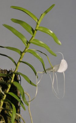 Angraecum germinyanum