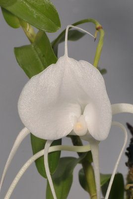 Angraecum germinyanum. Close-up lip.