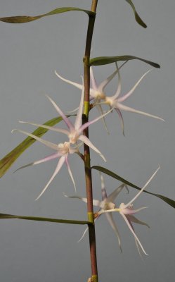 Dendrobium goodallianum