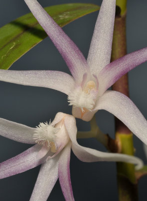 Dendrobium goodallianum. Close-up.
