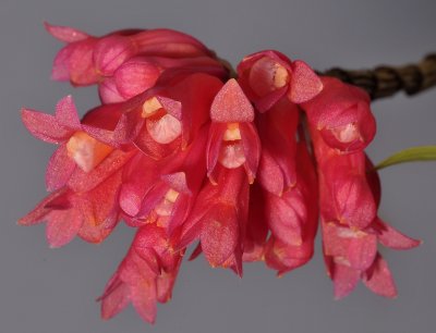 Dendrobium lawesii. Closer.