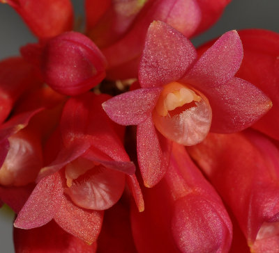 Dendrobium lawesii. Close-up.