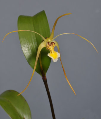 Dendrobium sp. Closer.