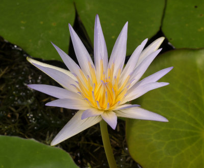 Nymphaea caerulea