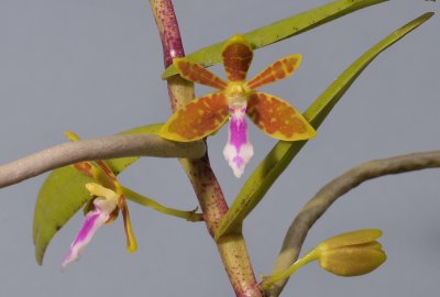 Trichoglottis sp. Closer.