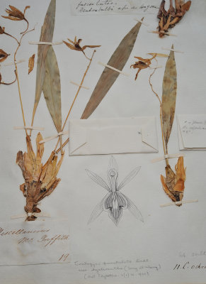 Kew herbarium. Lindley. Coelogyne ochracea = C. punctulata.
