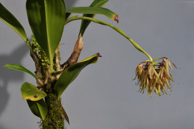 Bulbophyllum ichthyosme