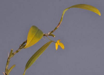 Bulbophyllum ellipticifolium