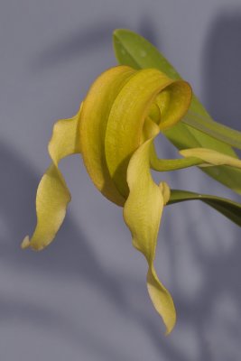 Bulbophyllum grandiflorum (B. micholitzii)