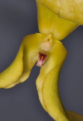 Bulbophyllum grandiflorum  (B. micholitzii). Close-up.