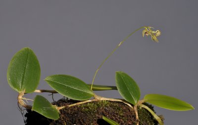 Bulbophyllum sp. sect. lepanthanthe.