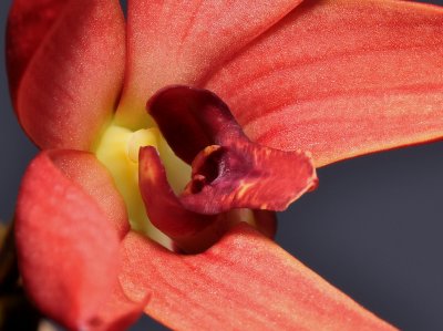 Dendrobium regale (red form). Close-up lip.