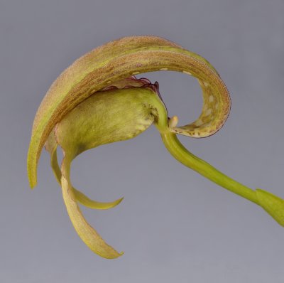 Bulbophyllum grandiflorum. (B. cominsii)