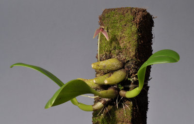 Bulbophyllum anjae