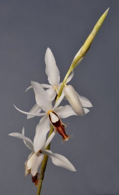 Coelogyne barbata. Closer.