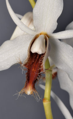 Coelogyne barbata. Close-up lip.