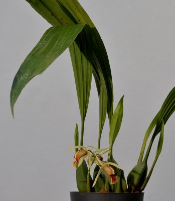 Coelogyne tommii