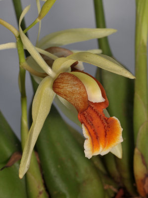 Coelogyne tommii. Close-up.