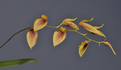 Bulbophyllum callichroma. Closer.