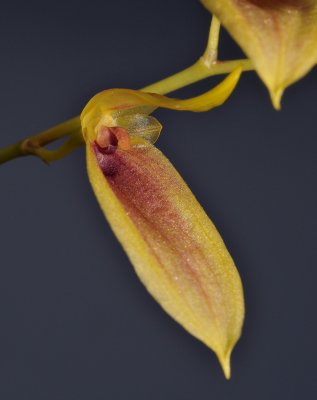 Bulbophyllum callichroma. Close-up.