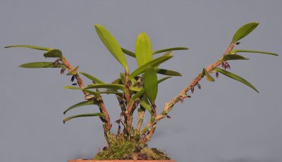 Bulbophyllum sp.