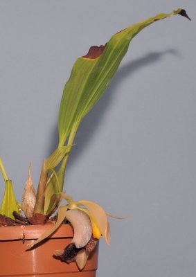 Coelogyne xyrekes