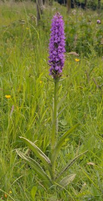 Dactylorhiza praetermissa var. junialis.