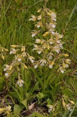 Epipactis palustris white flowered form.