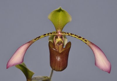 Paphiopedilum lowii. Closer.