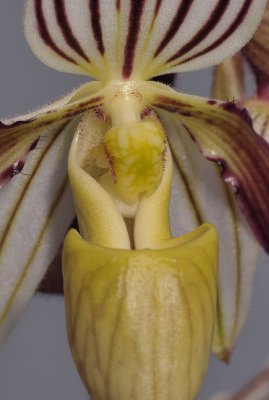 Paphiopedilum philippinense. Close-up.