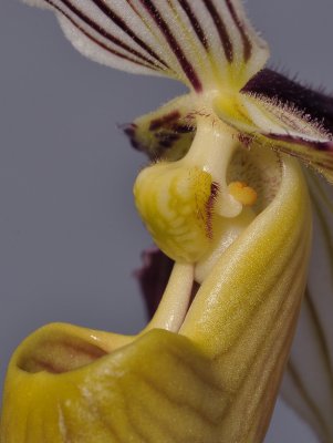 Paphiopedilum philippinense. Close-up side.