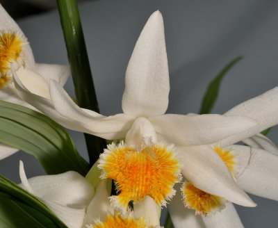 Thunia alba subsp. alba. Close-up.