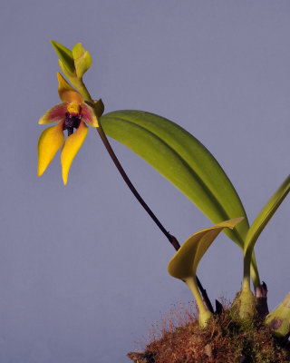 Bulbophyllum amplebracteatum ssp. carunculatum