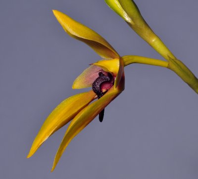 Bulbophyllum amplebracteatum ssp. carunculatum. Closer side.