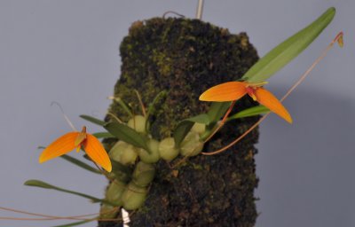 Bulbophyllum hodgsonii