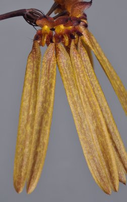 Bulbophyllum longiflorum. Close-up.