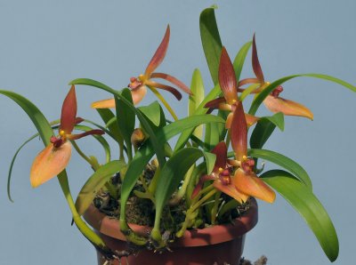 Bulbophyllum rugosum