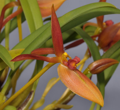 Bulbophyllum rugosum. Close-up.
