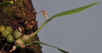 Bulbophyllum sp. sect. Brachypus