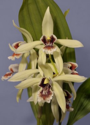 Coelogyne X Albanense. Closer.